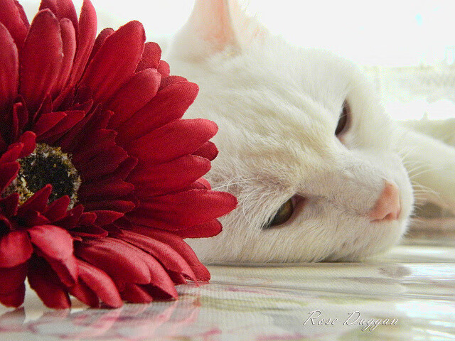 既非他乡亦非故土，萨内如何在攻防转换中让里昂收割比利时