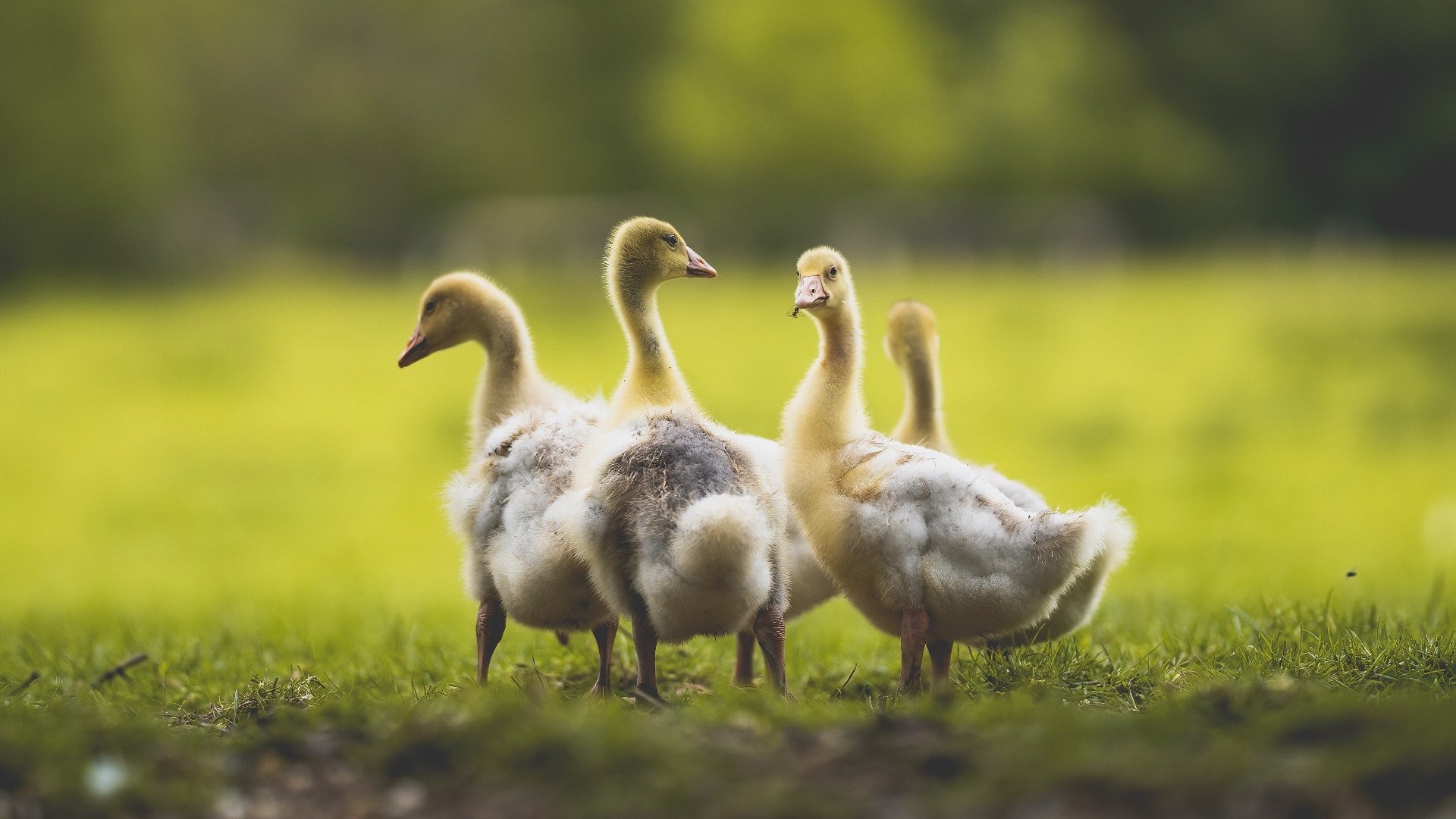 西甲国家德比前夜，伊拉克绿茵场早已上演另一场文明冲突，弱者的史诗