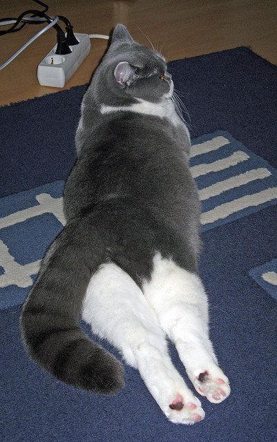 欧冠决赛的另一面，摩纳哥如何收割乌克兰资本