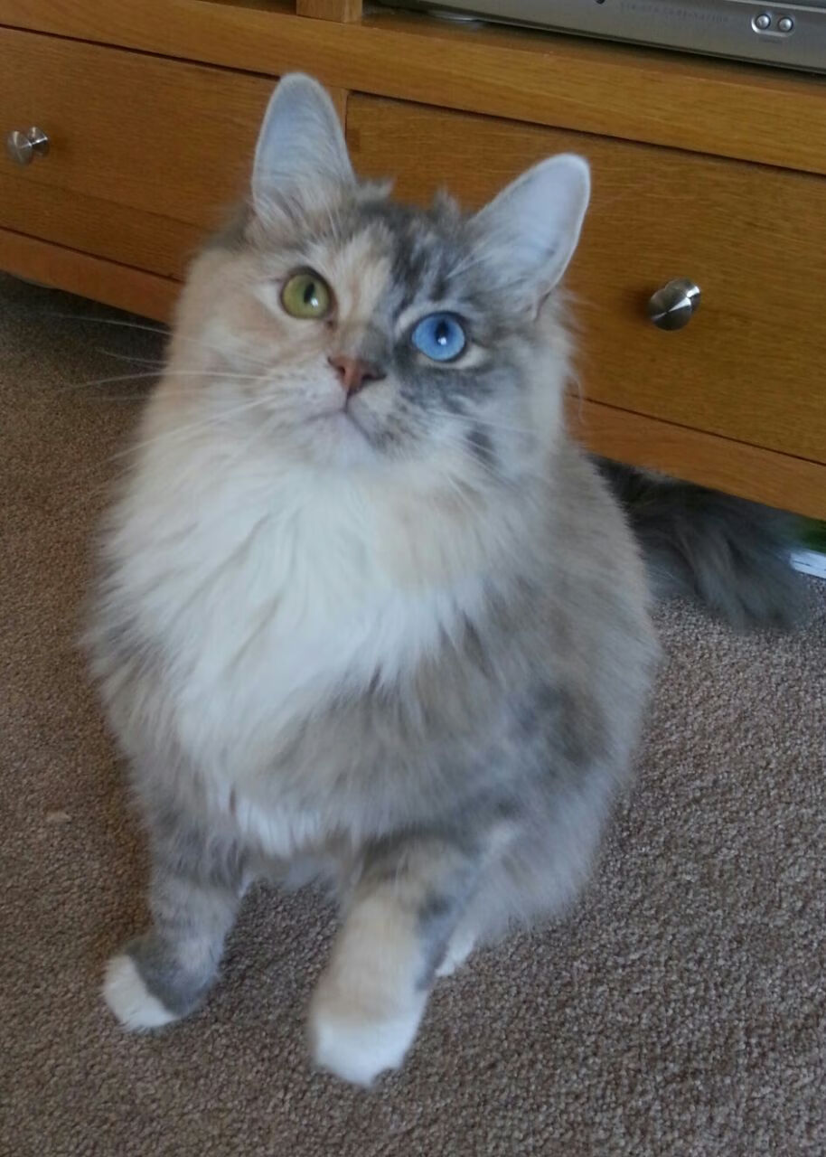 当红牛奔腾遇见雄鹰折翼，萨卡之夜与莱比锡的战术交响—一个足球之夜的唯一性双重奏