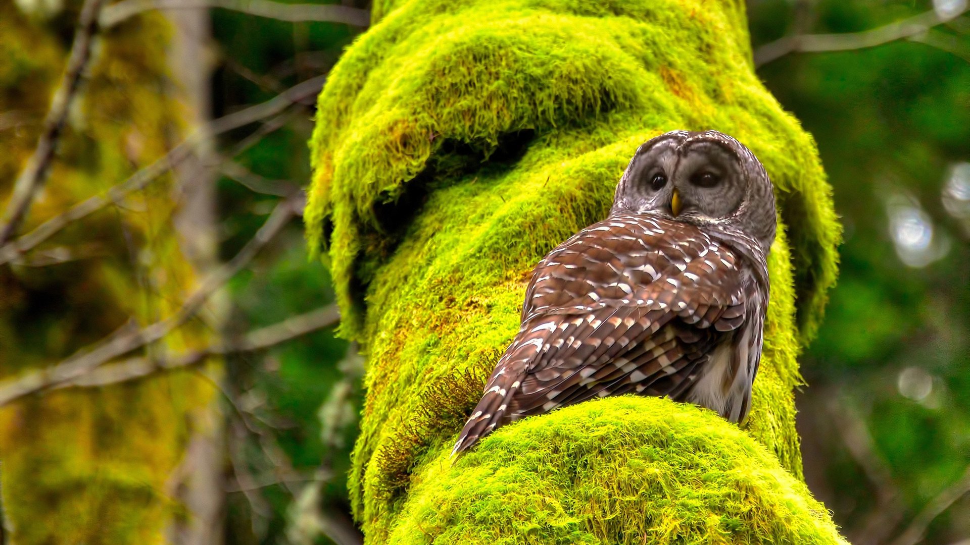 鹰击长空,蜂鸣止息,克莱·汤普森的美加墨征服之夜