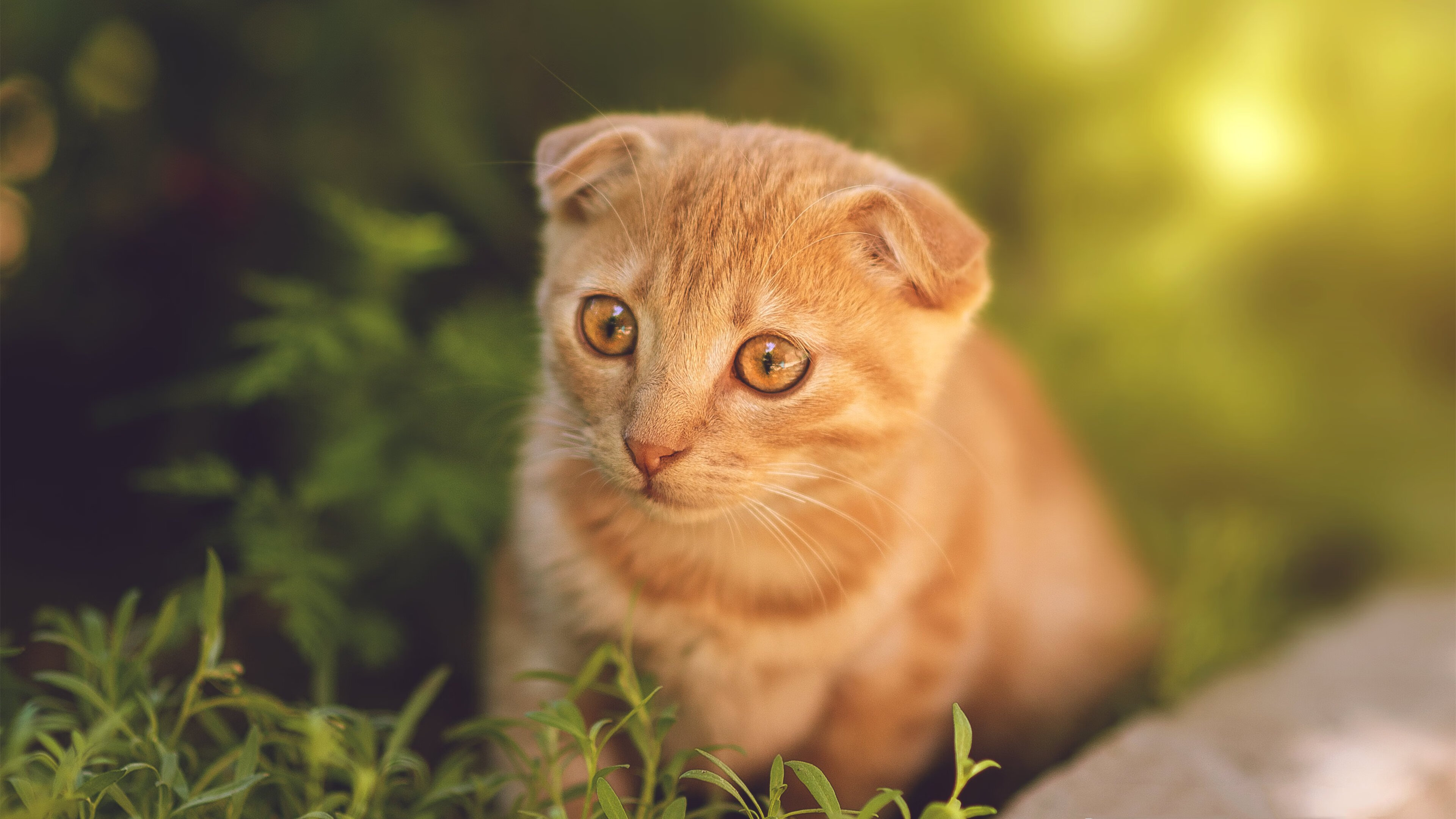 布克关键战不手软，湖人主场力克老鹰