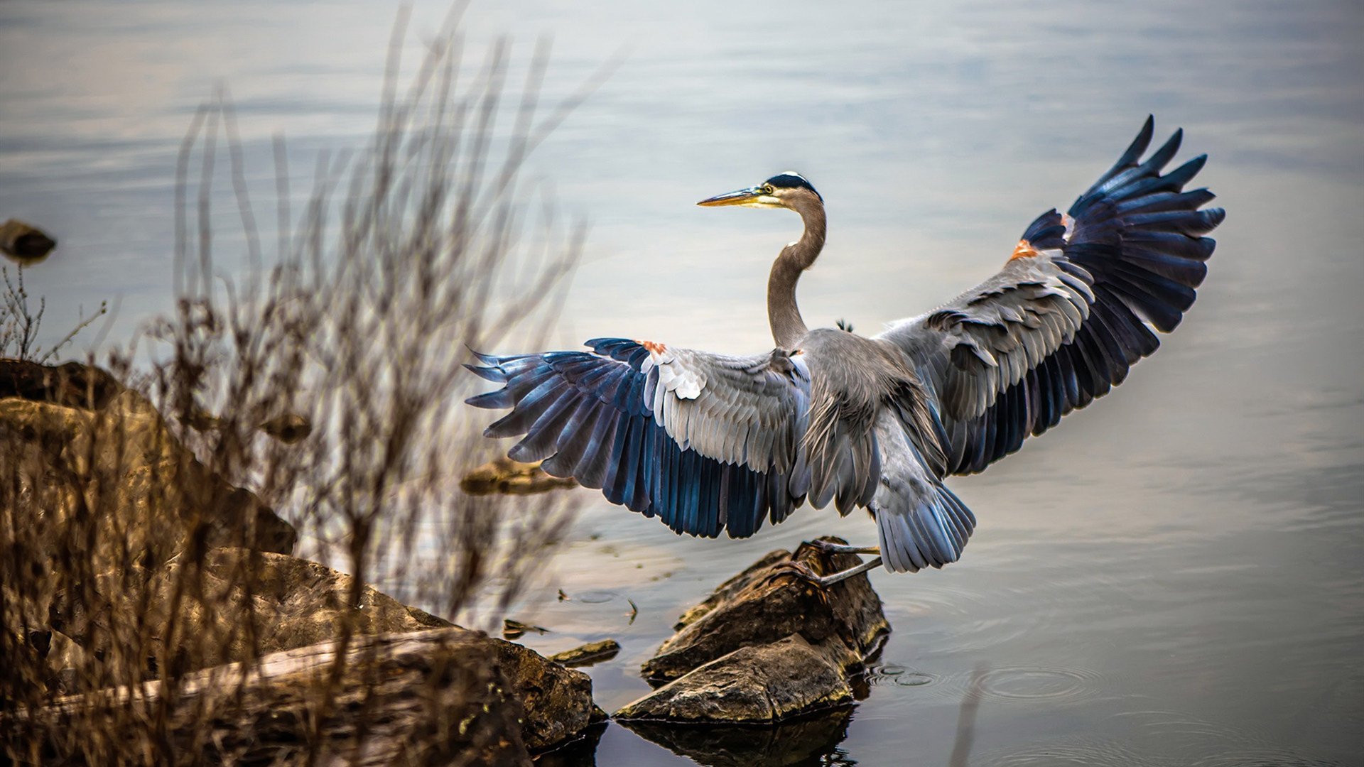 萨克拉门托的橙色风暴，当国王火力全开，爱德华兹如何用双枪锁定胜局？