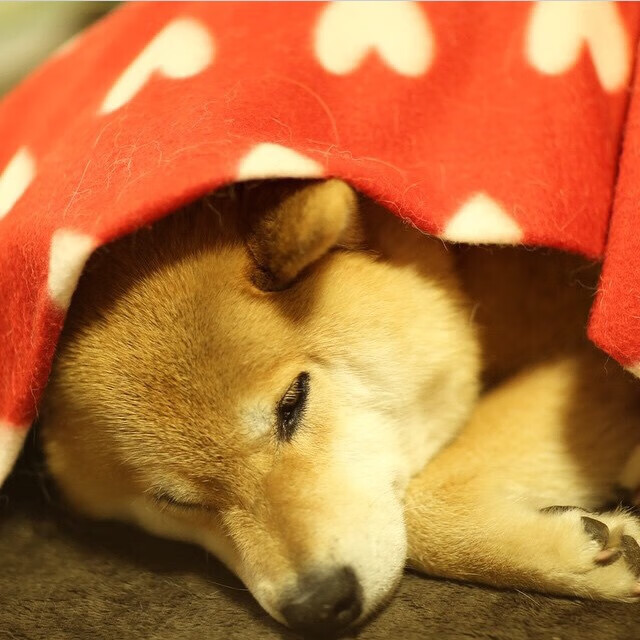 世纪跨越，冰山风暴中卡马文加热力破局，日本足球的终极试炼与乌拉圭的坚韧回声