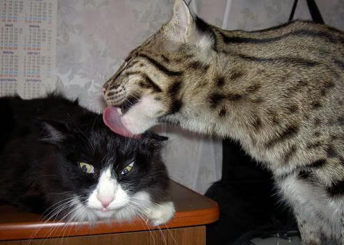 钢铁蓝鹰击碎神话,紫百合让57场金身轰然陨落